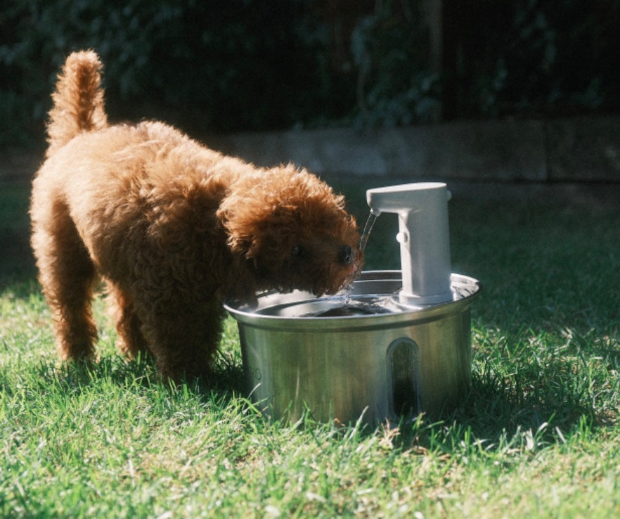 Feeders & Fountains