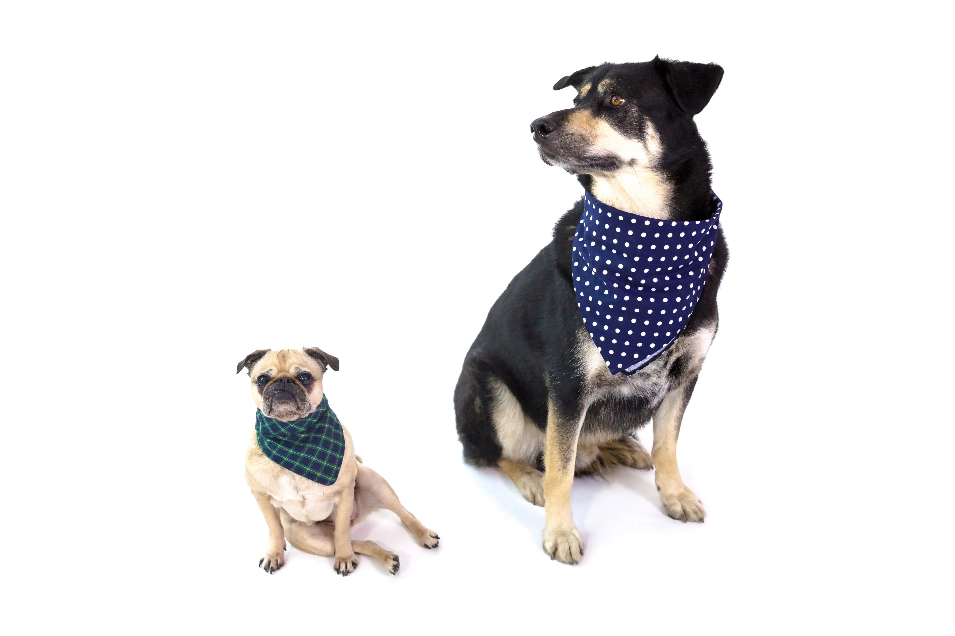 Leashes & Accessories