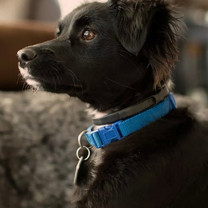 K9 CalmWave™ Pheromone Calming Collar